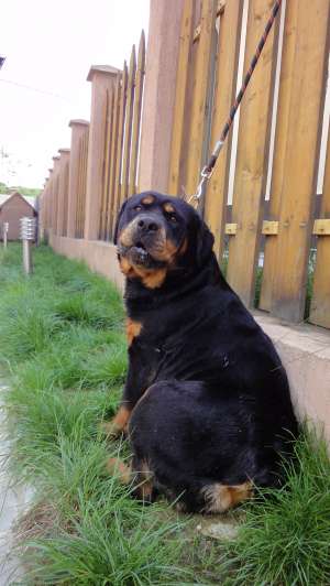 Vand Femela Rottweiler tanara cu Pedigree Iasi