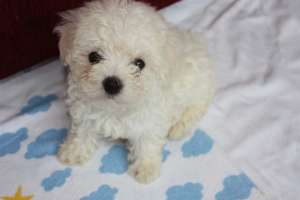 Bolognese Bichon
