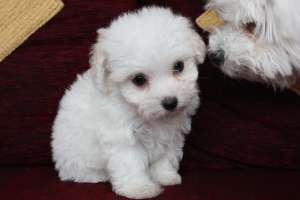Bolognese Bichon