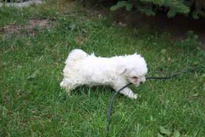 Bolognese Bichon