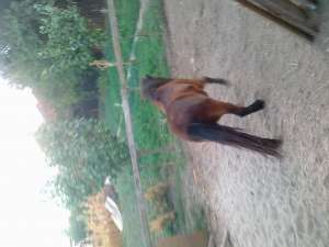 vand ponei