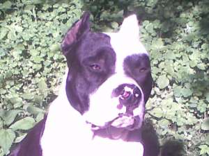 OFER PENTRU IMPERECHERE    AMSTAFF
