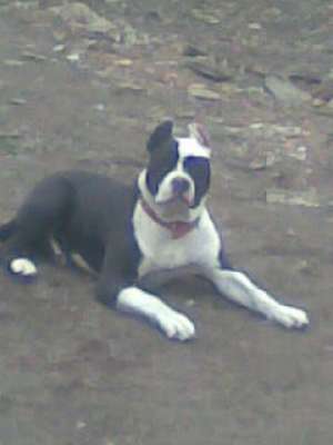OFER PENTRU IMPERECHERE    AMSTAFF