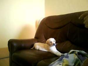 catel labrador