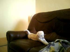 catel labrador