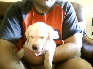 catel labrador