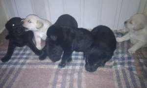 Vand pui labrador