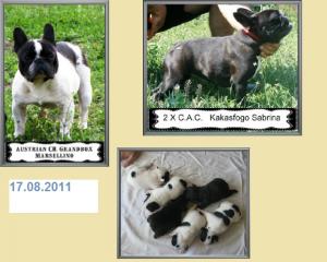 vand mascul bulldog francez cu pedigree
