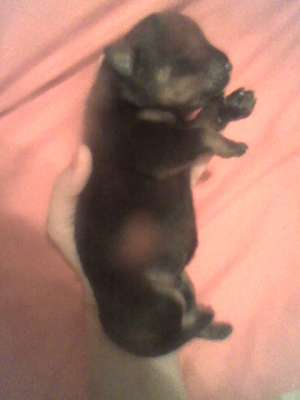 puiuti rottweiler