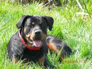 puiuti rottweiler