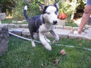 HUSKY SIBERIAN