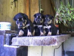 VAND CATEI ROTWEILER