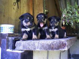 VAND CATEI ROTWEILER
