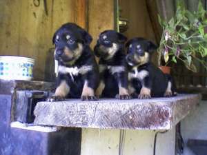 VAND CATEI ROTWEILER
