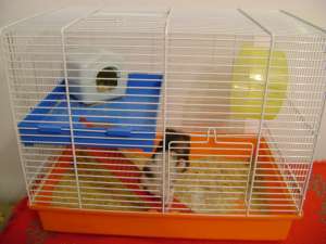 vand hamster