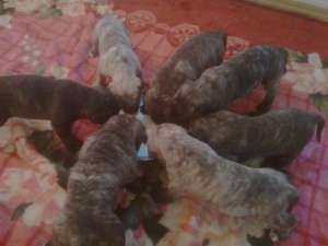 DE VANZARE PRESA CANARIO