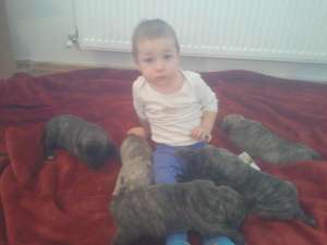 DE VANZARE PRESA CANARIO