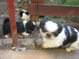 Vand shih tzu