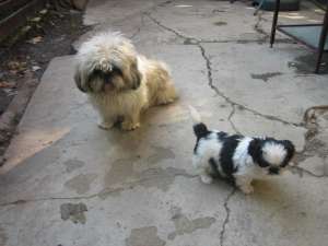 Vand shih tzu