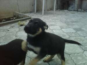 Catei Ciobanesc German