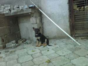 Catei Ciobanesc German