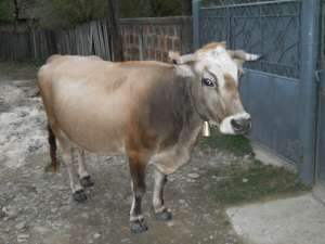 vand vaca cu vitel