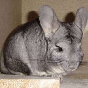 Chinchilla