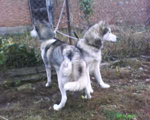 vand pereche husky