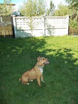 vand femela amstaff