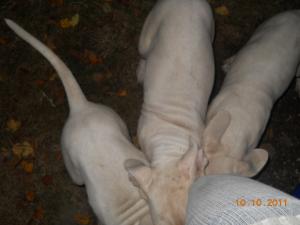 vand pui dog argentinian
