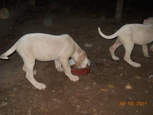 vand pui dog argentinian