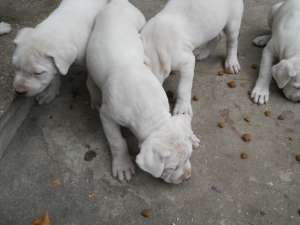 vand  dog argentinian,   pt vanatoare