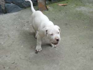 vand  dog argentinian,   pt vanatoare