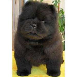 chow chow