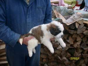 Vand pui saint bernard superbi la un pret foarte bun