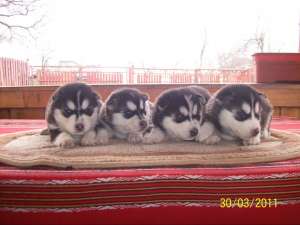 catelusi husky de vanzare