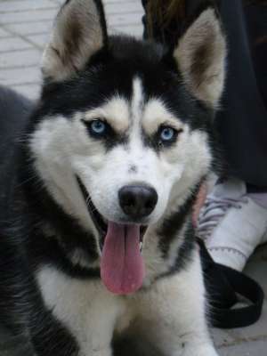 catelusi husky de vanzare