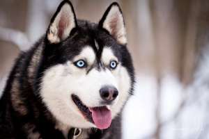 catelusi husky de vanzare