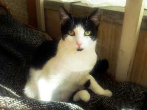 Pisicute aproximativ 1 an,  sterilizate,  pentru adoptie