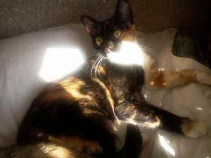 Pisicute aproximativ 1 an,  sterilizate,  pentru adoptie