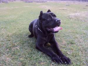 cane corso