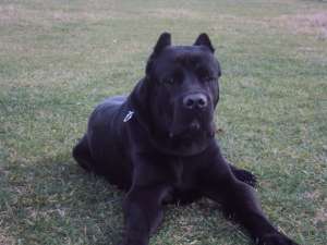 cane corso