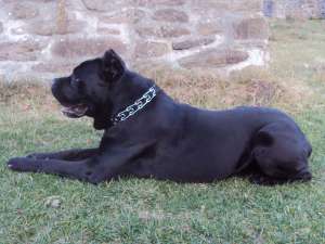 cane corso