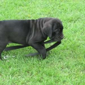 vand sau schimb catei cane-corso