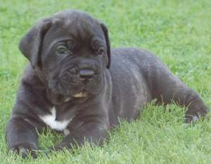 vand sau schimb catei cane-corso