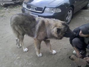VAND CATEI CIOBANESC CAUCAZIAN
