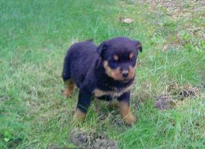 ROTTWEILER DE VANZARE TG-MURES