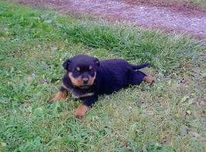 ROTTWEILER DE VANZARE TG-MURES