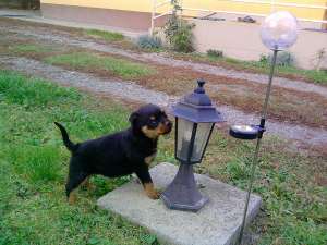 ROTTWEILER DE VANZARE TG-MURES