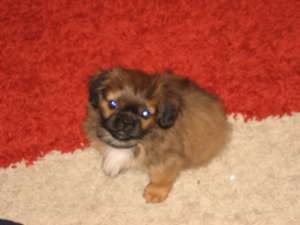 Adopt pui pechinez imperial